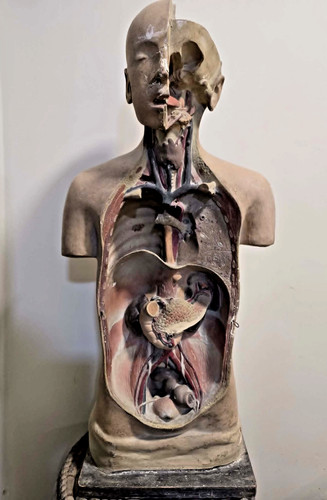 Big antique 1930s anatomical - big,