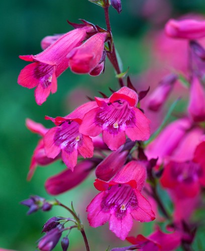 Penstemon firebird hardy - firebird,