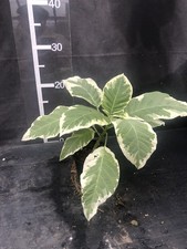 Brugmansia ‘Katrin Bonte’