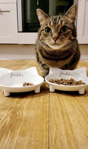 Personalised cat bowls black - personalised,