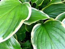 Hosta 'So Sweet' Plantain Lily