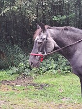Custom Made Bitless Bridle Attachment.Red Convert Yr Bridle To Bitless. Full