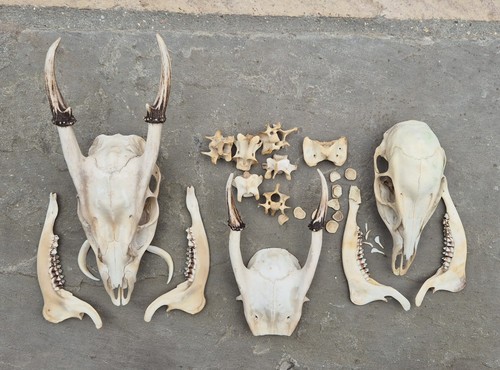 Bundle muntjac skulls - bundle,