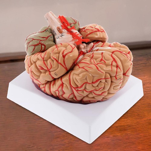 Human brain model anatomically - brain,