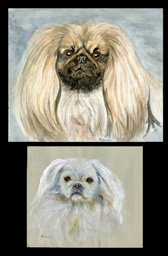 Pekingese toy dog - dog, original