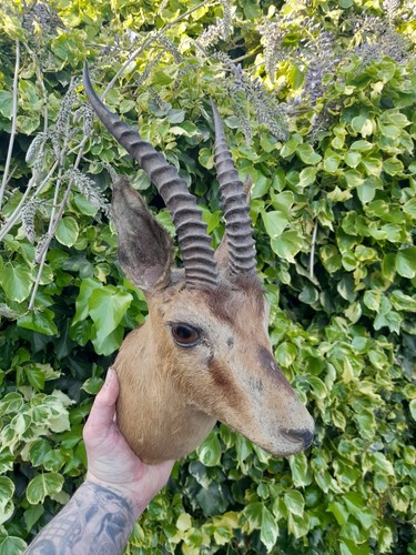 Taxidermy duiker kudu - taxidermy,