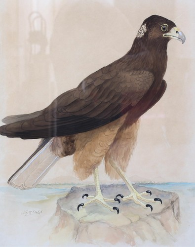 Ward albert english - e., 1874