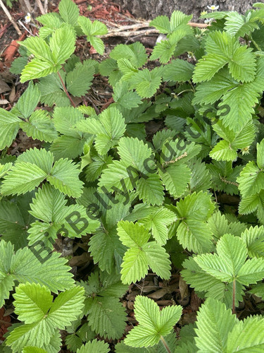 Alpine strawberry pack - strawberry-,