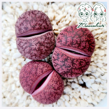 Lithops-Lesliei-'Jamboree'