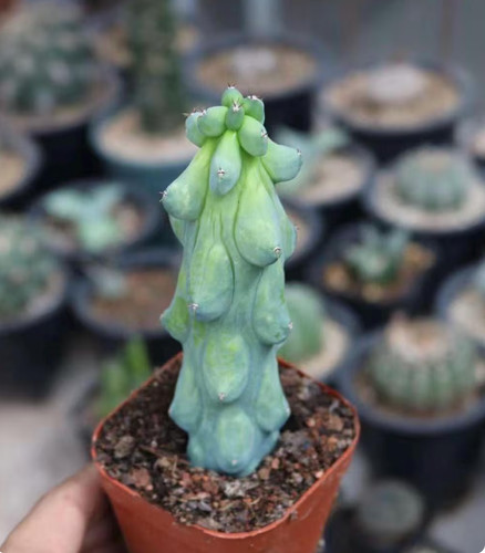 Live plant unique boobie - live, -unique