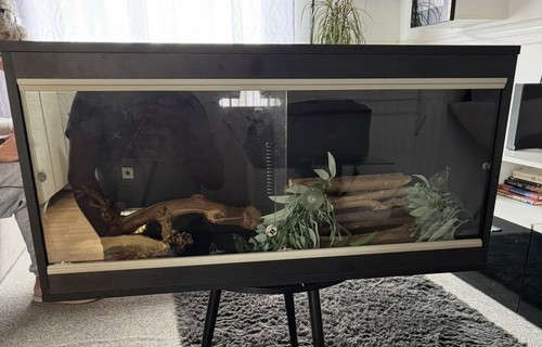 Black glass front - black, reptile