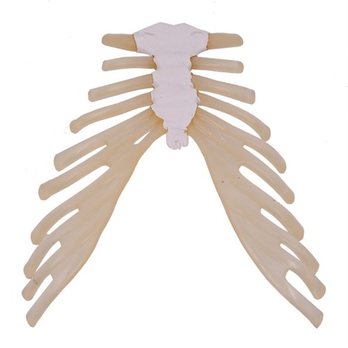 Human skeleton anatomical - 1:1,
