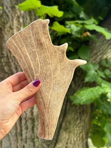 Fallow deer antler - fallow,