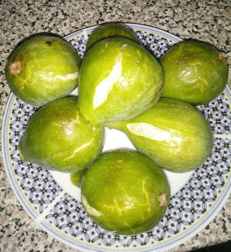 Freshly cut fig tree - fig,