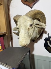 Taxidermy Antique Domestic