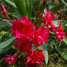 OLEANDER NERIUM ,RED, DOUBLE FLOWERS ONE ( 1 )  ROOTED CUTTING  29.11.25