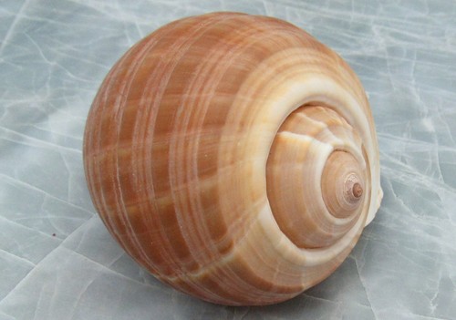 Large tun seashell tonna - seashell,
