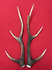 PAIR OF SIKA DEER ANTLERS