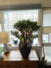 55cms - Crassula ovata Jade