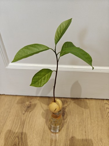 Avocado plant - avocado,