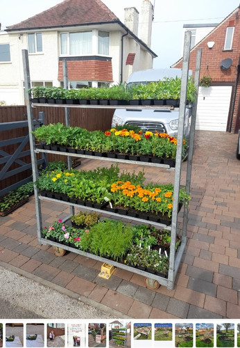 Dutch plant trolley - plant,