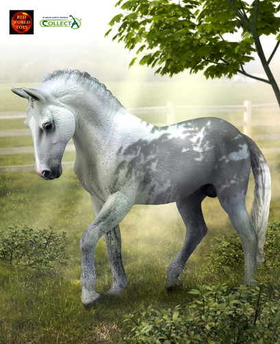 Trakehner grey stallion horse - trakehner,