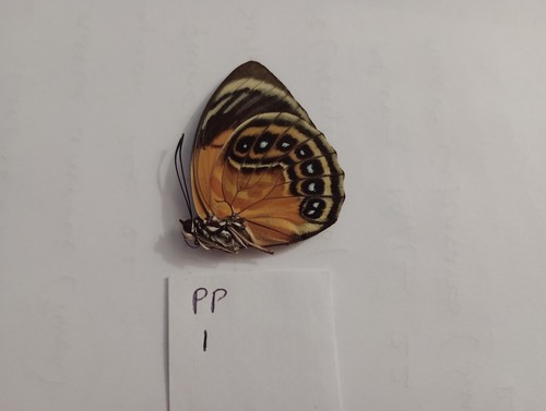 Prepona excelsior - prepona,