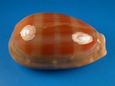 Cypraea leviathan, Great Banding Pattern, Nice Side Bumps, 66.4mm, Hawaii Shell