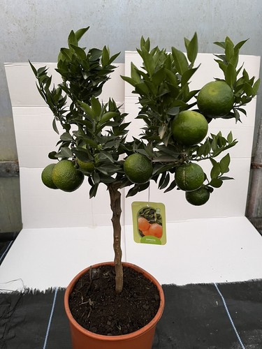 Citrus myrtifolia chinotto - myrtifolia,