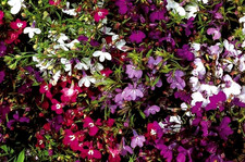 Border Basket Container Plants