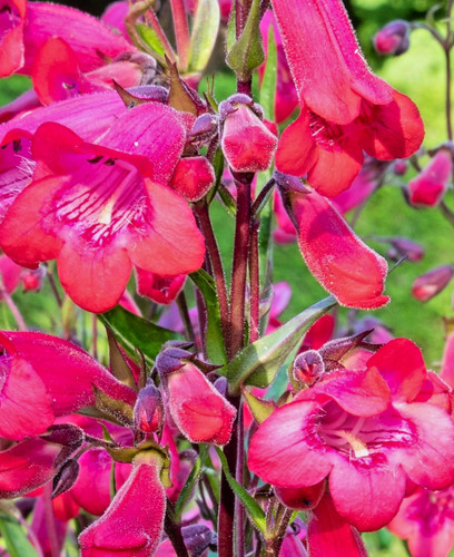 Penstemon firebird red flowers - penstemon,