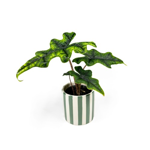 Alocasia jacklyn rare - alocasia,