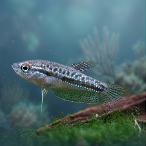 Pack sparkling gourami - sparkling, live