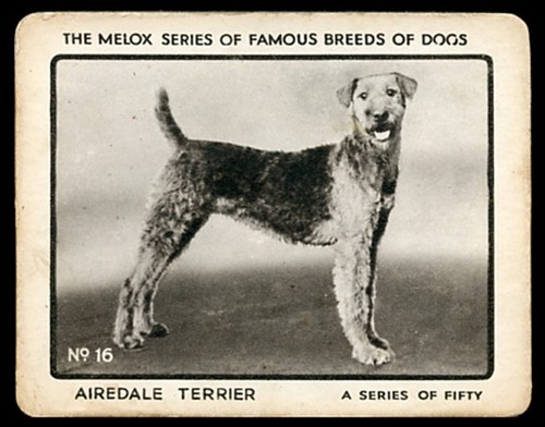 Airedale terrier melox - terrier,