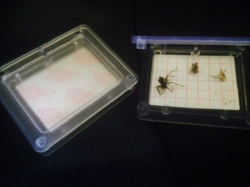 Refill spider trap - 5,