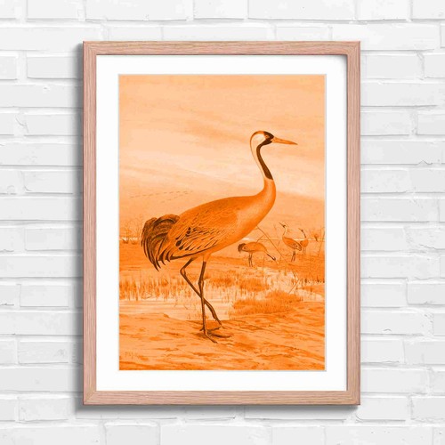 Elegant red crowned crane - elegant, red-crowned