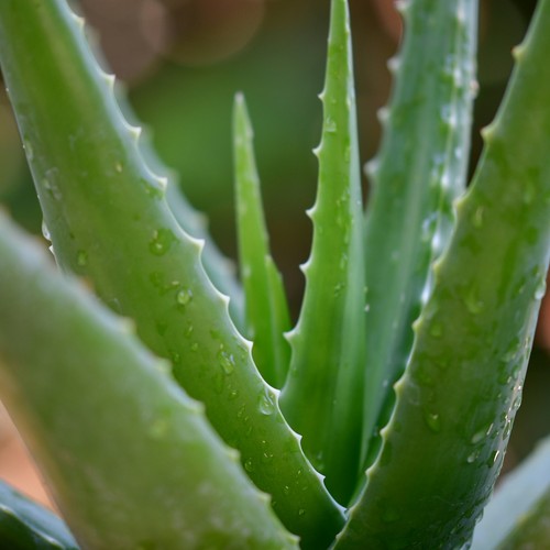 Aloe vera barbadensis miller - vera,