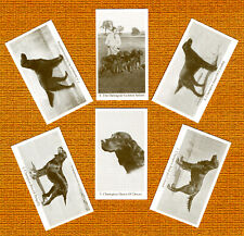 GORDON SETTER SET OF SIX NAMED DOG COLLECTABLE TRADE CARDS GREAT GIFT