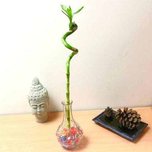 Spiral lucky bamboo - spiral, ribbon