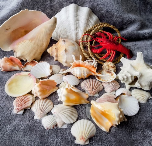 Bundle natural sea shells - natural,