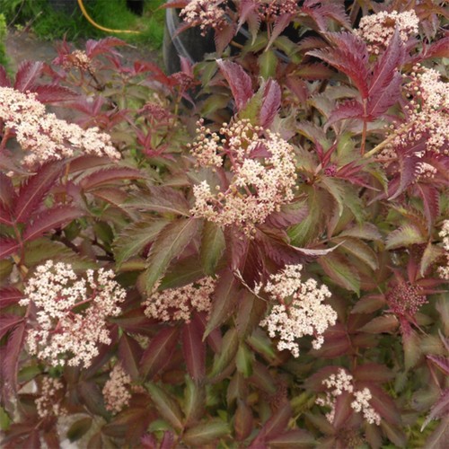 Sambucus serenade elderberry - serenade,