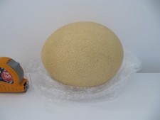Large Ostrich egg Shell 