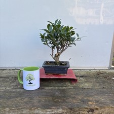 Ficus 28cm. Oakfieldbonsai. Bonsai Tree Indoor