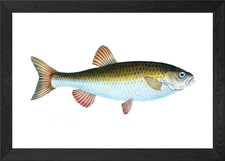 Chub Cyprinus Jeses Framed