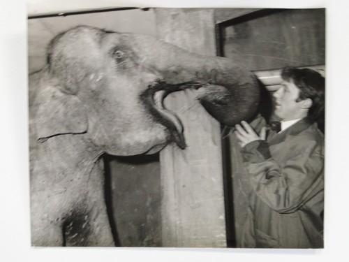 Elephant rosie billy - rosie, smarts