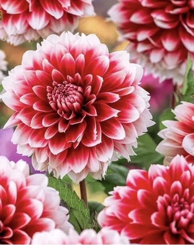 Dahlia red empire - 4,