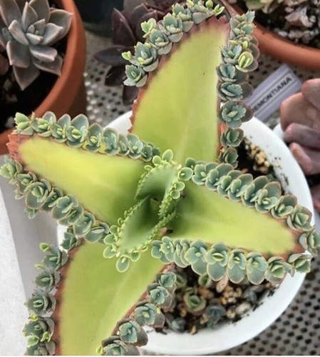 Rare kalanchoe succulent - kalanchoe,