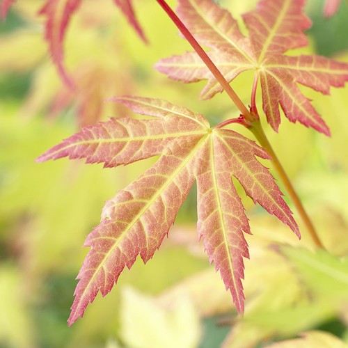 Japanese maple tree - japanese, acer