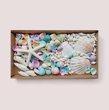Mixed shell pastel colour - shell,