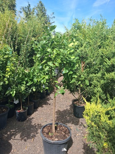 Citrus lemon tree 25l - citrus,